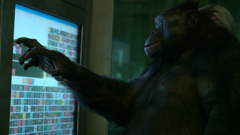 Kanzi, a bonobo at the Iowa Great Ape Trust. (Photo courtesy of Pennebaker Hegedus Films.)